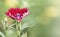 Red petal shaped flower in endless green