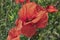 Red petals in closeup view