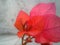 red petals flower bouganvillea white background