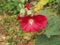 Red petals of hollyhock flowers. Garden flower