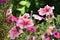 Red Petunia flowers in the foreground bright summer Sunny day