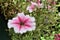 Red Petunia flowers in the foreground bright summer Sunny day