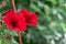 Red petunia hanging in a pot