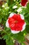 Red petunia hybrida flower in nature garden