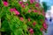 Red petunias along the road