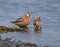 Red Phalarope (Grey Phalarope)