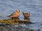 Red Phalarope (Grey Phalarope)