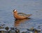 Red Phalarope (Grey Phalarope)