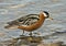 Red Phalarope, Rosse Franjepoot, Phalaropus fulicarius