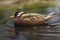 Red Phalarope swimming in the lake