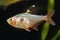 Red Phantom Tetra fish