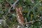 Red phase Eastern screech owl with ear tufts perched and alert in Turkey oak tree in Florida