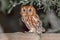 Red phase Eastern screech owl on a wooden fence