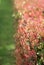 Red photinia fraseri bush hedge blurred background