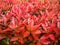 Red photinia fraseri bush hedge closeup