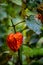 Red physalis