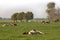 Red pied cow takes a  power nap, showing her udders, lies stretched out in the pasture