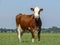 Red pied, undaunted cow stands provocative, self-assured, full body, in the middle of a pasture