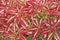 Red Pieris shrub