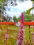 Red pierrot on celosia Amazon plant