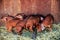 Red pigs of Duroc breed. Newly born. Cute piglets. Rural swine farm
