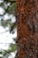 Red pine bark in the Canadian forest in Quebec