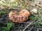 Red pine mushroom