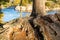 Red Pine Trunk With Water In The Background At Burleigh Falls