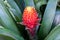 Red Pineapple Flower - red bromeliad