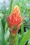 Red pineapple flower, red bromeliad or billbergia pyramidalis