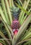 Red pineapple with green leaves growing in a flowerbed in a botanical garden with plants and spices in Sri Lanka