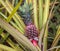 Red pineapple with green leaves growing in a flowerbed in a botanical garden with plants and spices in Sri Lanka