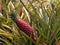 Red pineapple plant