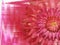 Red-pink autumn flowers, on red pink blurred background . Closeup. Bright floral composition. holiday card . a collage of co