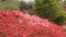 Red and pink azalea