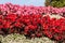 Red and pink begonias flowerbed