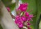 Red pink blooming Malay rose apple flowers in a spring season at tropical botanical garden in Thailand.