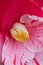 Red and pink camelia flower in full bloom