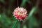 Red pink clover on green blurred grass background on Sunny summer day. Close up, macro. Blooming clover. Fodder plant