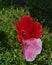 Red and pink colour Poppy flower with fresh green grass and blured background