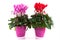 Red and pink Cyclamen