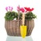 Red and pink Cyclamen in wicker basket