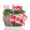 Red and pink Cyclamen in wicker basket