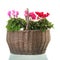 Red and pink Cyclamen in wicker basket