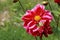 Red and pink Dahlia on a green background