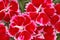 Red and Pink Dianthus \\\'Brigette\\\' Flowers