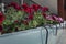 Red and pink flowers on the balcony. Beautiful decor. Close-up