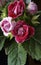 Red and pink flowers - Gloxinia Sinningia Hibrida