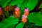 Red and pink galangal Flower in garden with leaves
