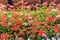 Red and pink geraniums